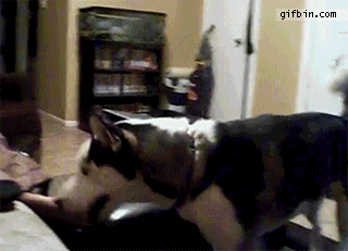 Funny Dog Gifs