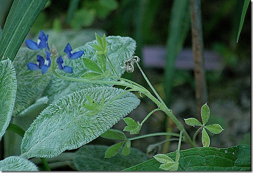 BlueBonnet_Failure