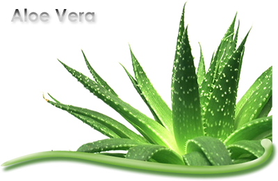 aloe vera is a nature s gift to human beings aloe vera is a well known 