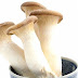 เห็ดนางรมหลวง The King Oyster Mushroom