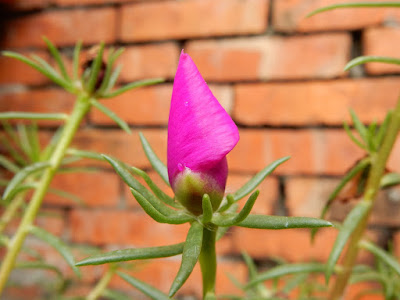 松葉牡丹的花