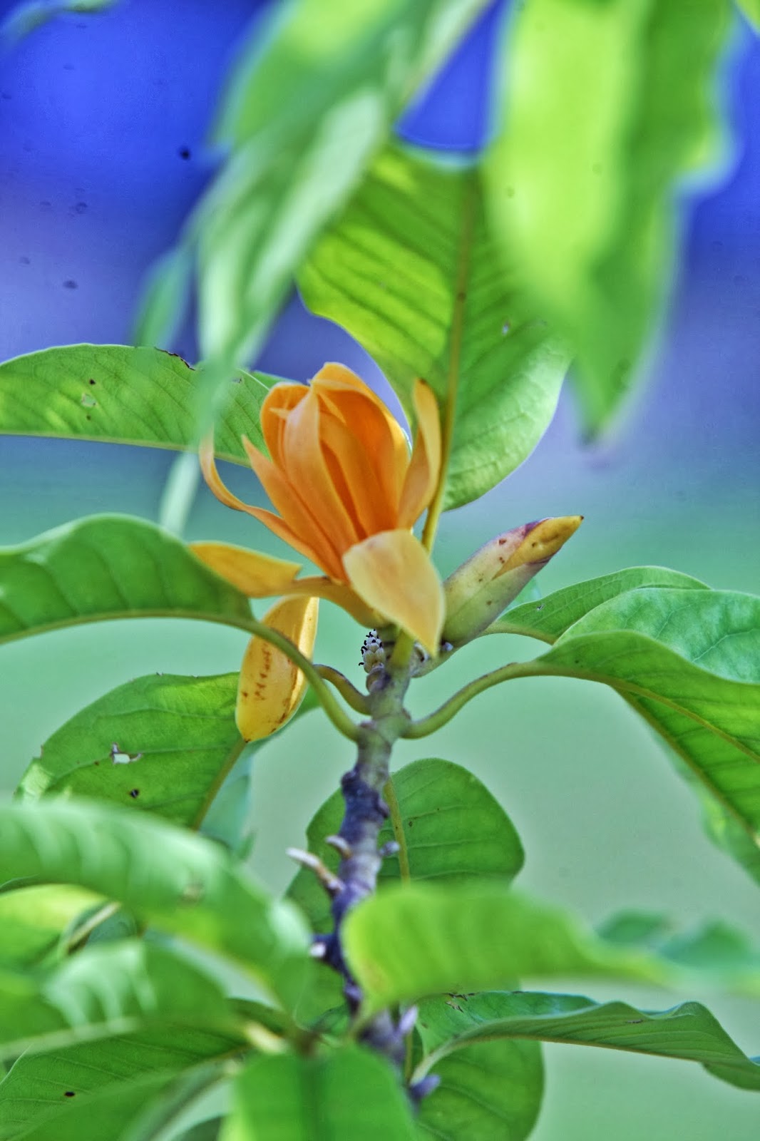HERB4U Malaysian Traditional Herbs 4U Cempaka  Kuning