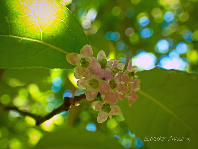 Ilex serrata