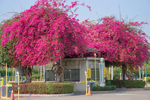 彰化田尾最美停車場城市車旅，紅白九重葛花瀑開滿門口好壯觀