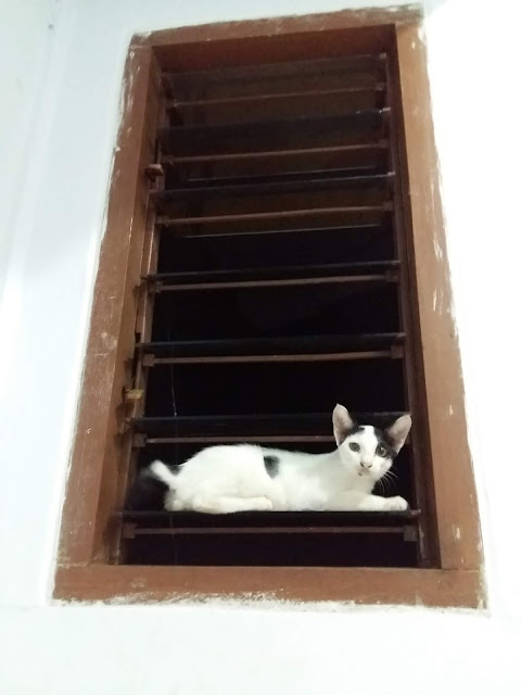 Dilema piara kucing dirumah