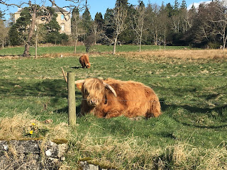 A Highland coos sitting in a field with a barbed wire fence in front.