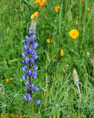 lupine, wildflower, blue