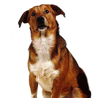 Austrian Pinscher Dog Image
