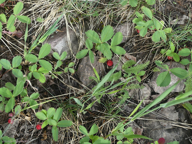 02: small red berries