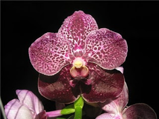 Vanda