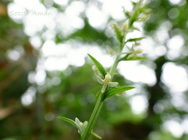 Platanthera sachalinensis