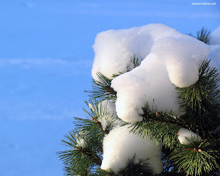 Winter Wallpapers Little Snow On Tree