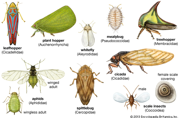 Kunci Determinasi Identifikasi Ordo Serangga Insecta 