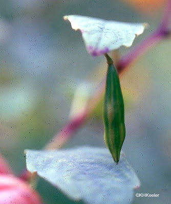 jewelweed seed pod