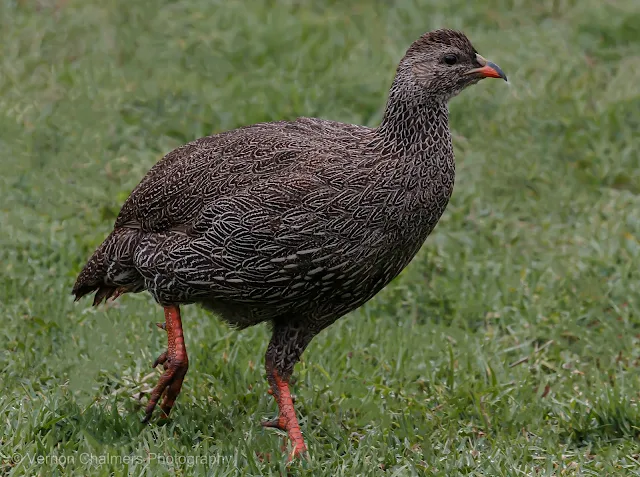 Cape Spurfowl at Kirstenbosch edited with Lightroom Classic