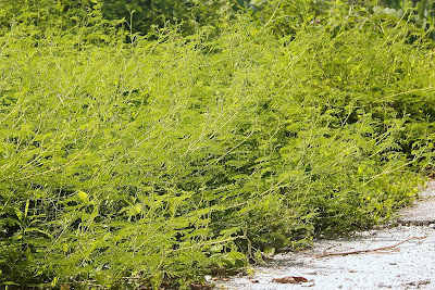 Mimosa diplotricha, Mimosa invisa, Giant False Sensitive Mimosa, invasive species