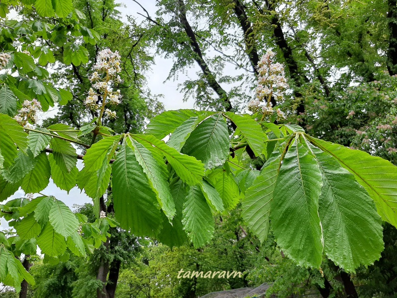 Конский каштан обыкновенный (Aesculus hippocastanum)