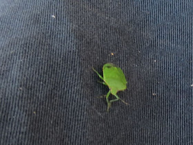 stink bug