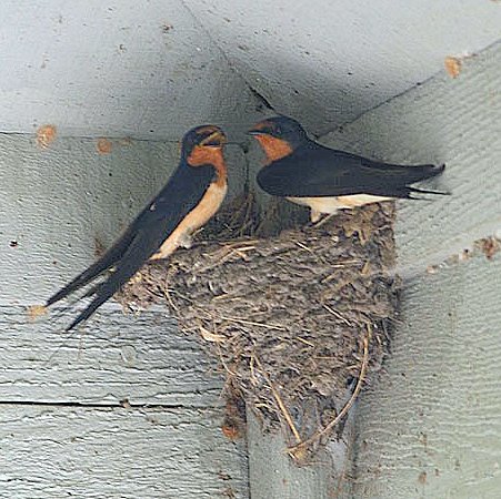 "Bird Poop" of north Texas: Leave Swallows' mud nests alone