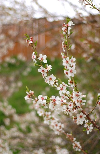 Fleur16