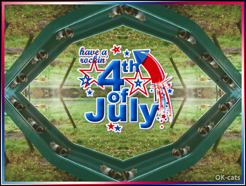 Art Cat GIF with caption • Crazy running cats having a rocking 4th of July on slide for kids