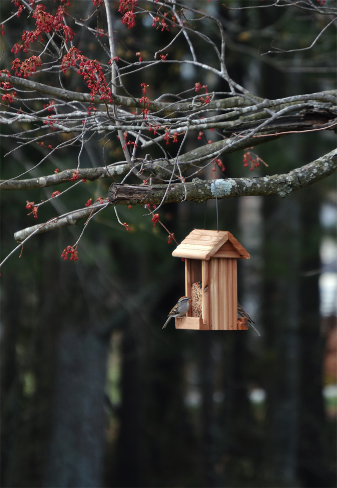 The Flying Clubhouse: Chipping Sparrow