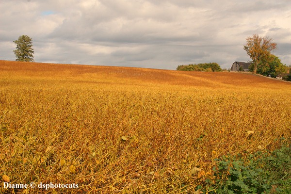 IMG_5718_Field of Gold_The Bigger Picture_1