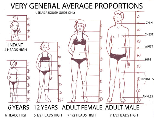 proportions of human body. in the adult human body,