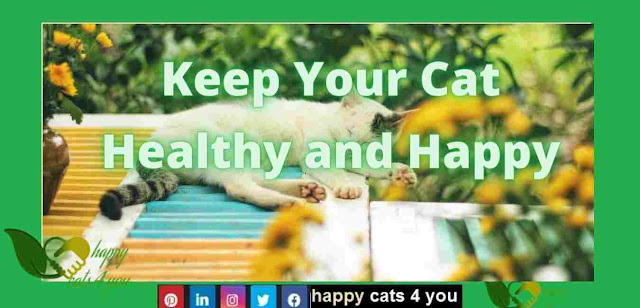 the happy cats, happy cats, happy feline, banana cat bed, happy cat, happy cats, happy cats 4 you, pet cute animal,