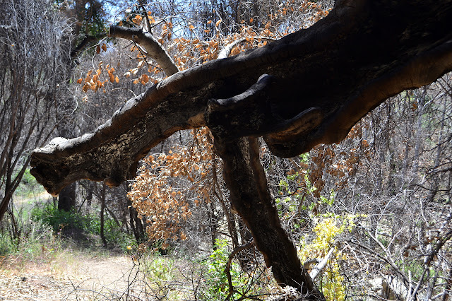 sagging branch with ash left