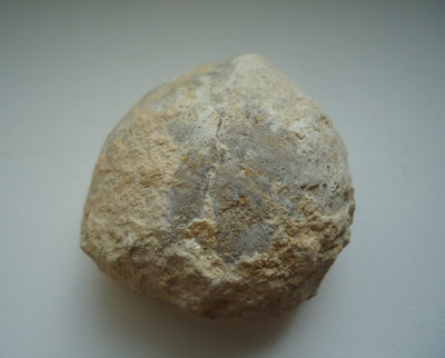 Turtle Egg Fossil