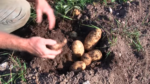 worms in potatoes