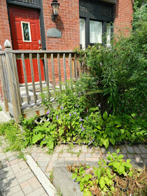 Toronto Dovercourt Park Front Garden Summer Cleanup Before by Paul Jung Gardening Services--a Toronto Gardening Company