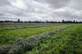 Alfalfa - Medicina Natural Para La Artritis