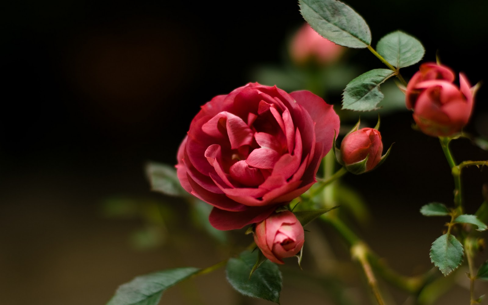  Gambar  Bunga  Mawar Yang  Cantik  Gambar  V