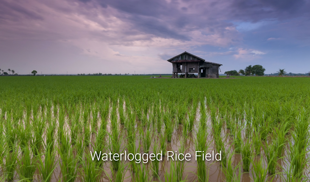 Alt: = "photo showing waterlogged rice field"