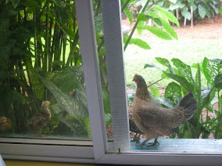 bantam hen, La Ceiba, Honduras