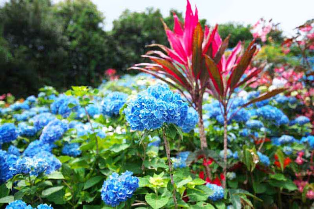 Flowers and trees