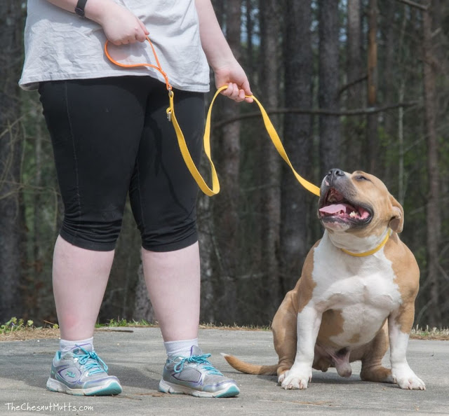 Mini Review: West Paw Strolls Dog Leash with Comfort Grip