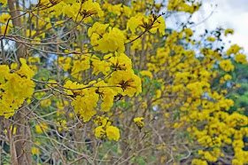 trees, flowers,Golden Trumoets