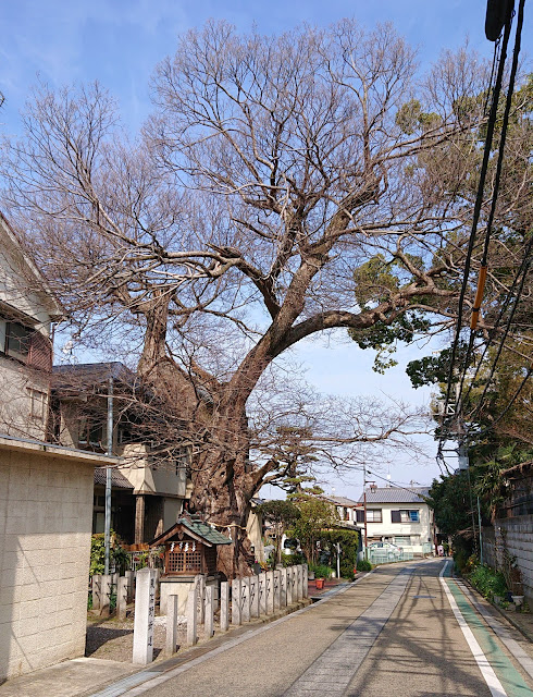 蓮土山　道明寺(藤井寺市)