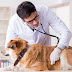 10 datos que no sabías acerca de los veterinarios