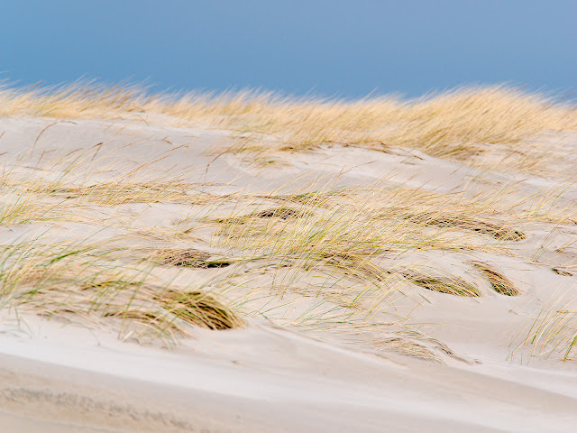 Dünen auf Langeoog