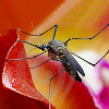 Keunikan Nyamuk, Keajaiban Nyamuk, Hal-Hal Tentang Nyamuk