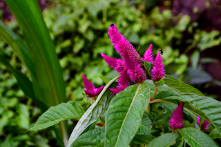 Fluorescent Flowers