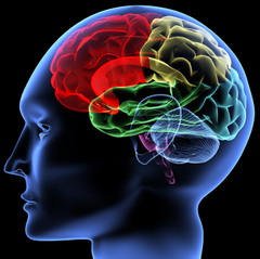 memori otak, otak manusia, daya ingat