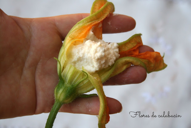 Flores de calabacín rellenas