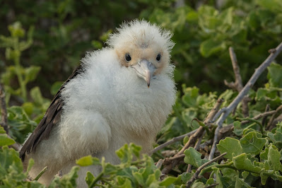 Great Frigatebird, Genovesa Island