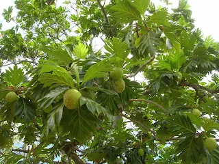 Efficacy Of Dried Breadfruit Leaves