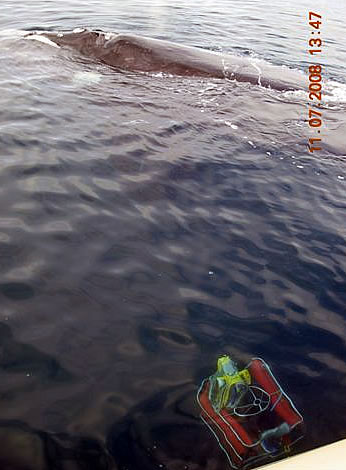 Filmando la Ballena Franca con el Rov de Mariscope